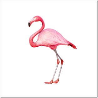 Flamingo Posters and Art